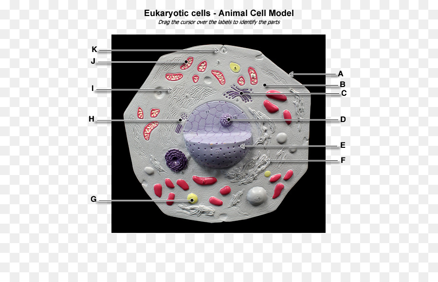 Célula，Eukaryote PNG