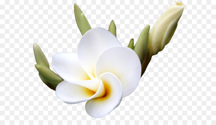 Flores De Pluméria，Florescer PNG