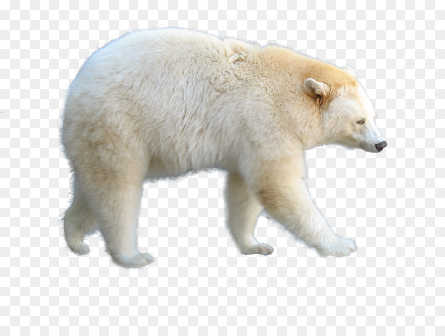 Urso Polar，Urso PNG