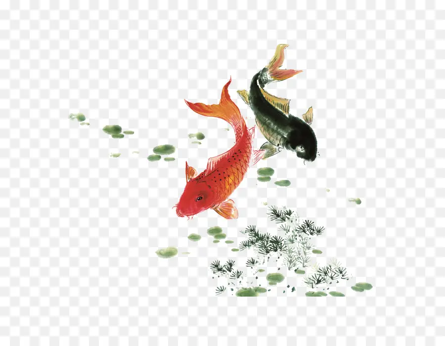 Koi，Pintura PNG