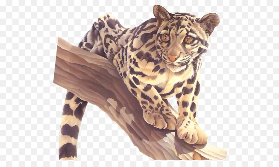 Leopardo Nublado，Animais Selvagens PNG