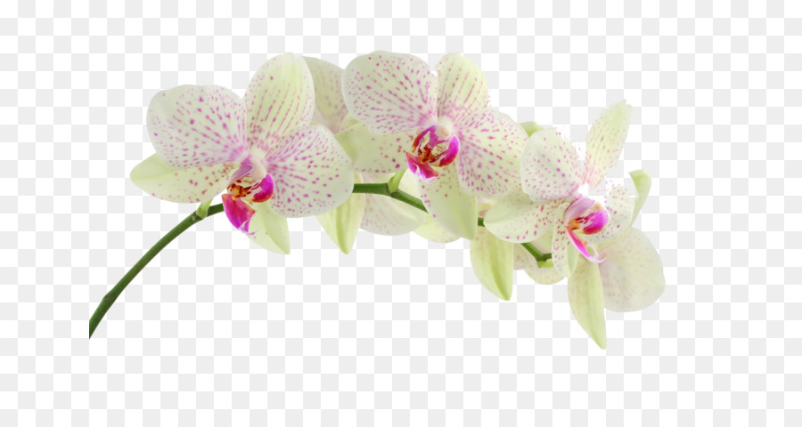 Flores De Orquídea Roxa，Orquídea PNG