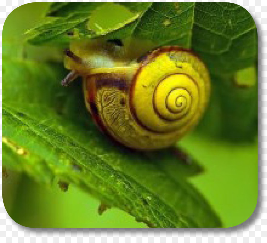 Caracol，Schnecken PNG