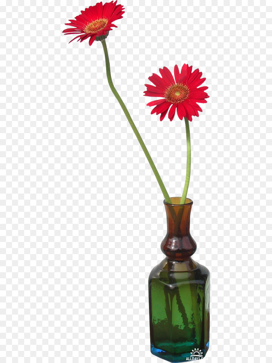 Transvaal Daisy，Vaso PNG