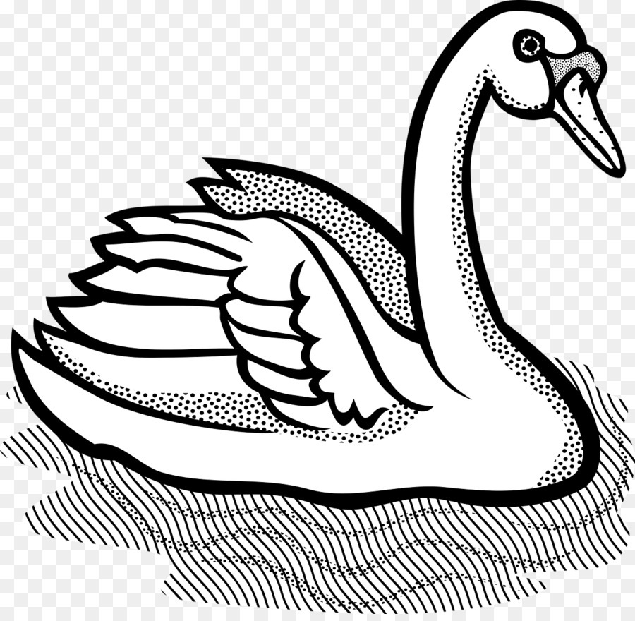 Aves，Cisne PNG