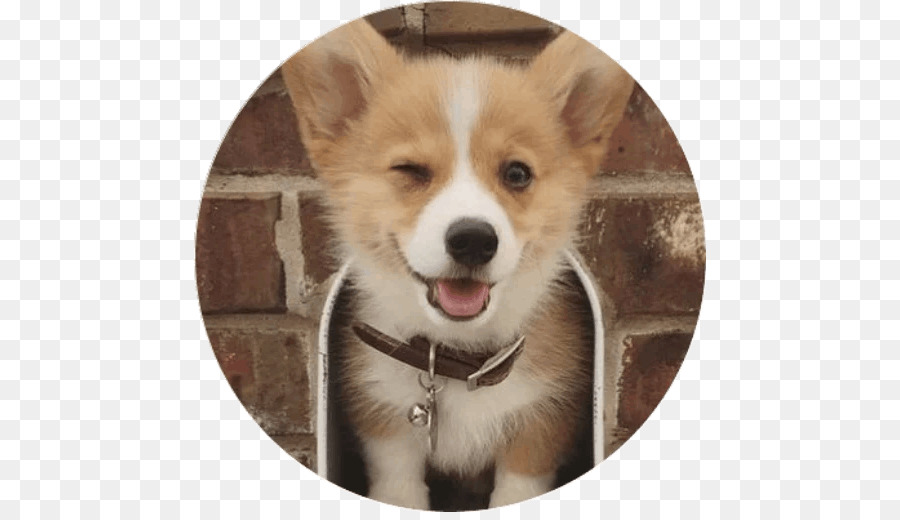 Pembroke Welsh Corgi，Filhote De Cachorro PNG