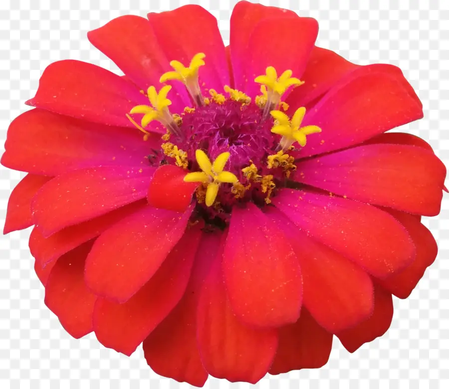 Flor Rosa，Pétalas PNG