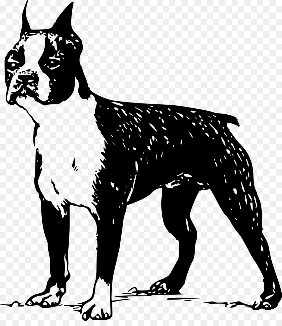 Cachorro，Boston Terrier PNG