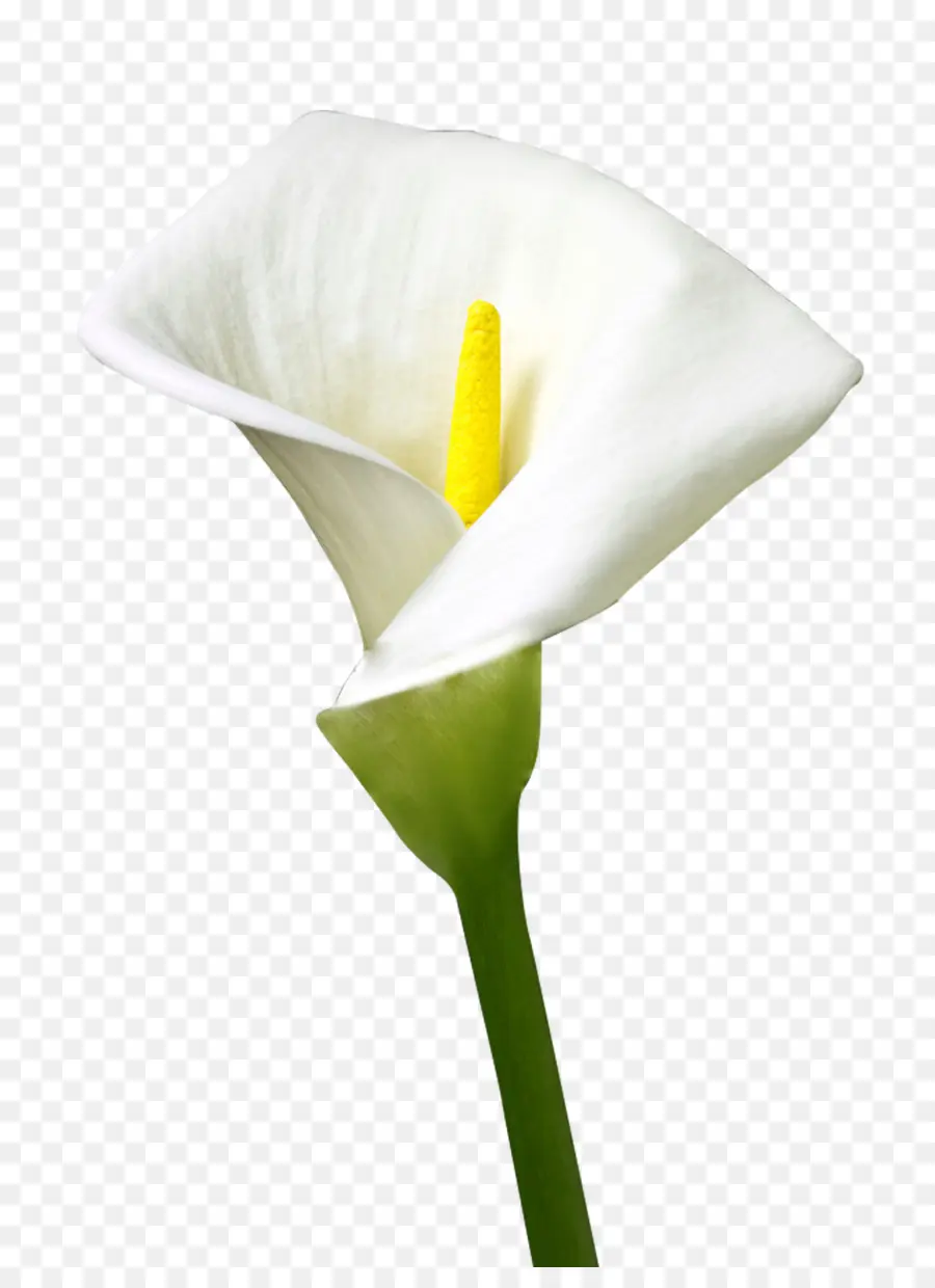 Lírio Branco，Natureza PNG