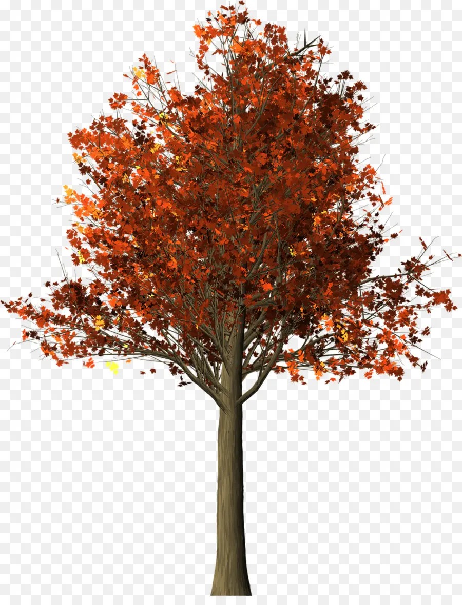 Maple，árvore PNG