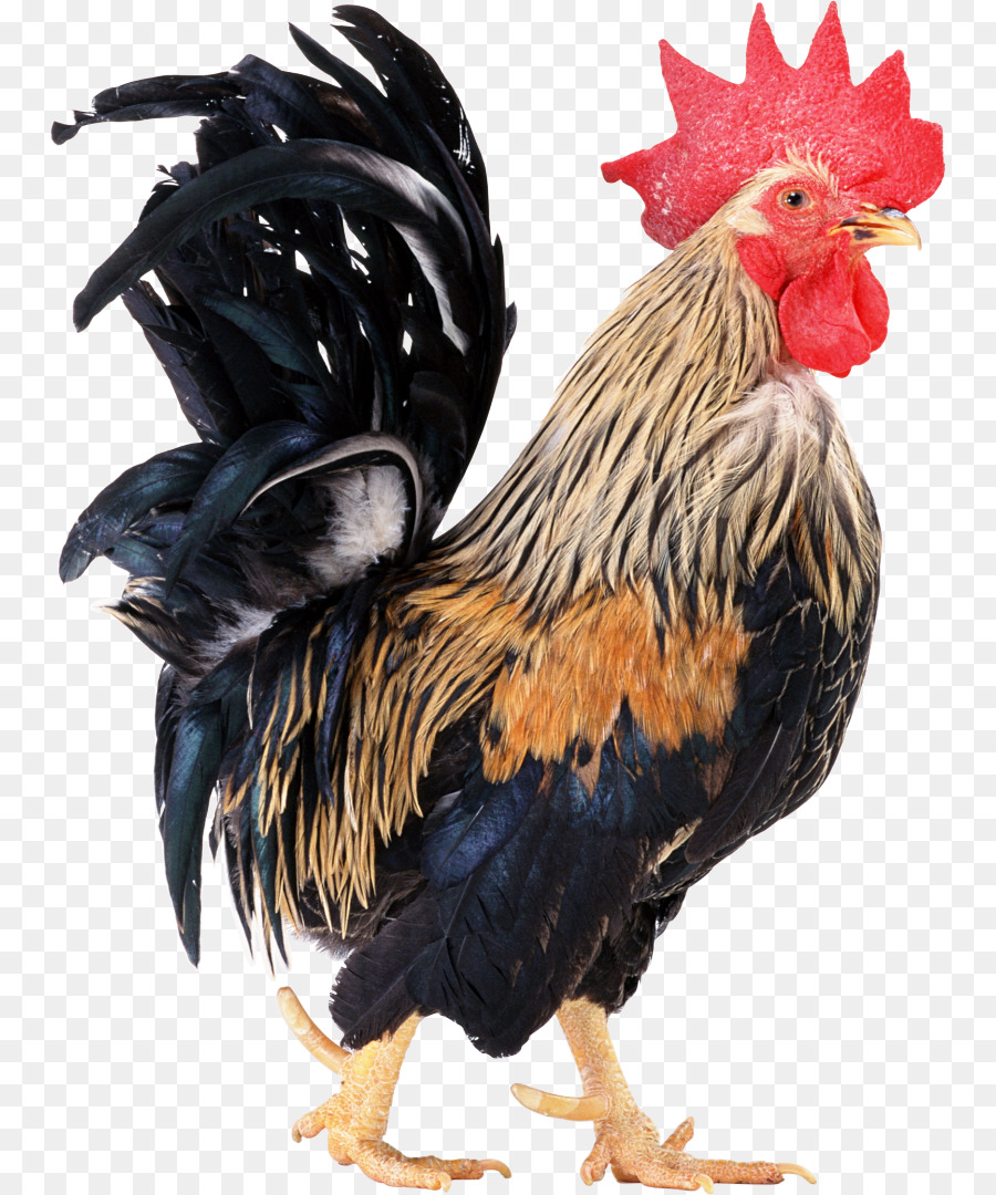 Frango，Pássaro PNG