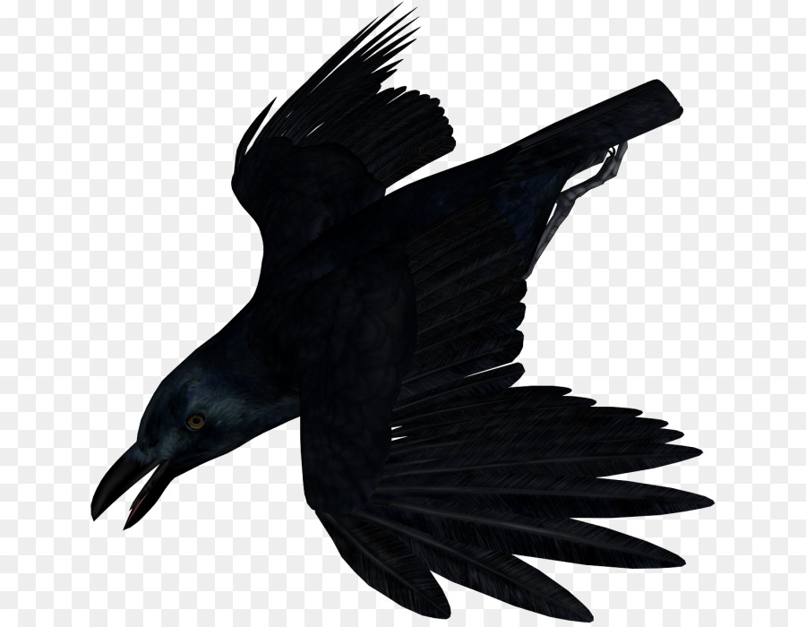 América Do Corvo，Aves PNG