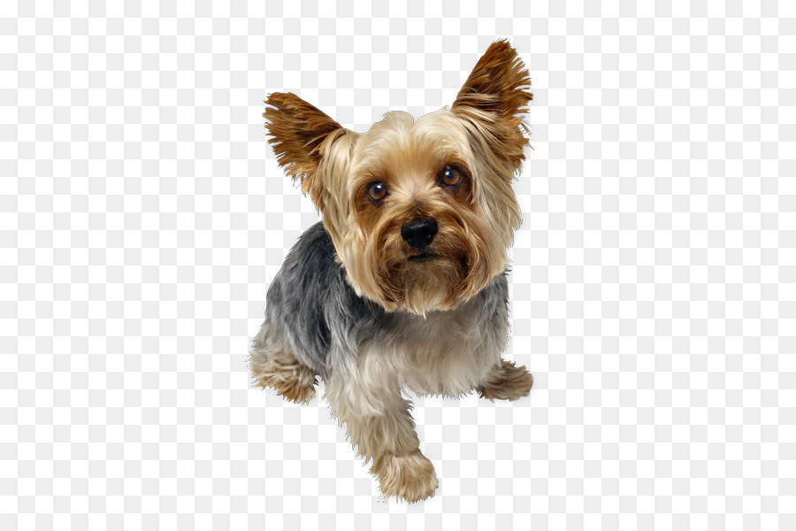 Yorkshire Terrier，Bicho De Estimação PNG