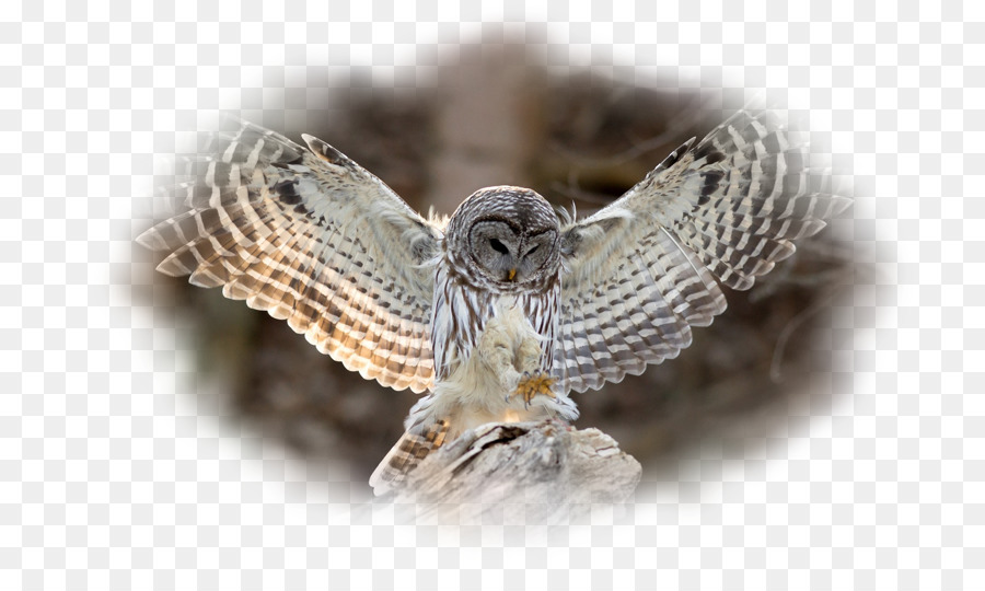 Coruja，Aves PNG