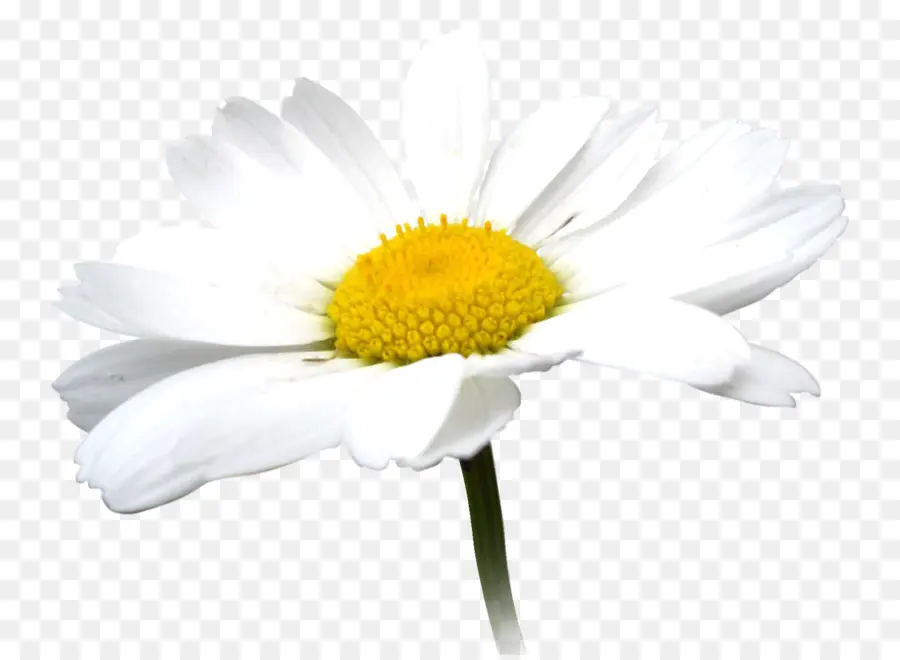 Camomila，Oxeye Daisy PNG