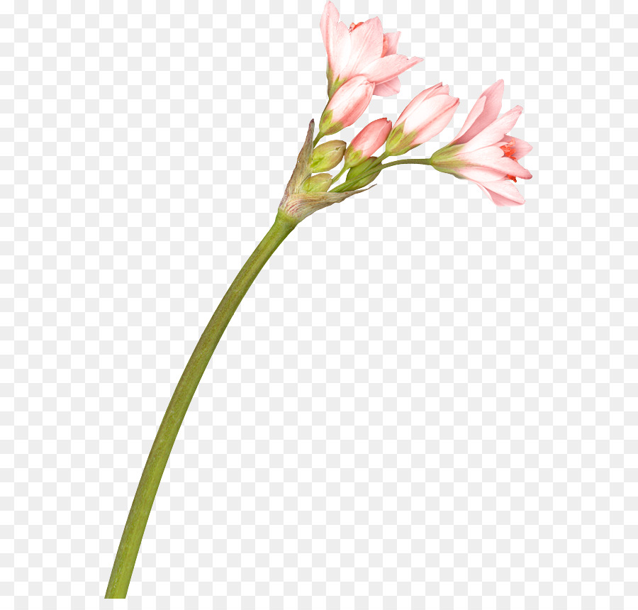 Flor，Flores De Corte PNG