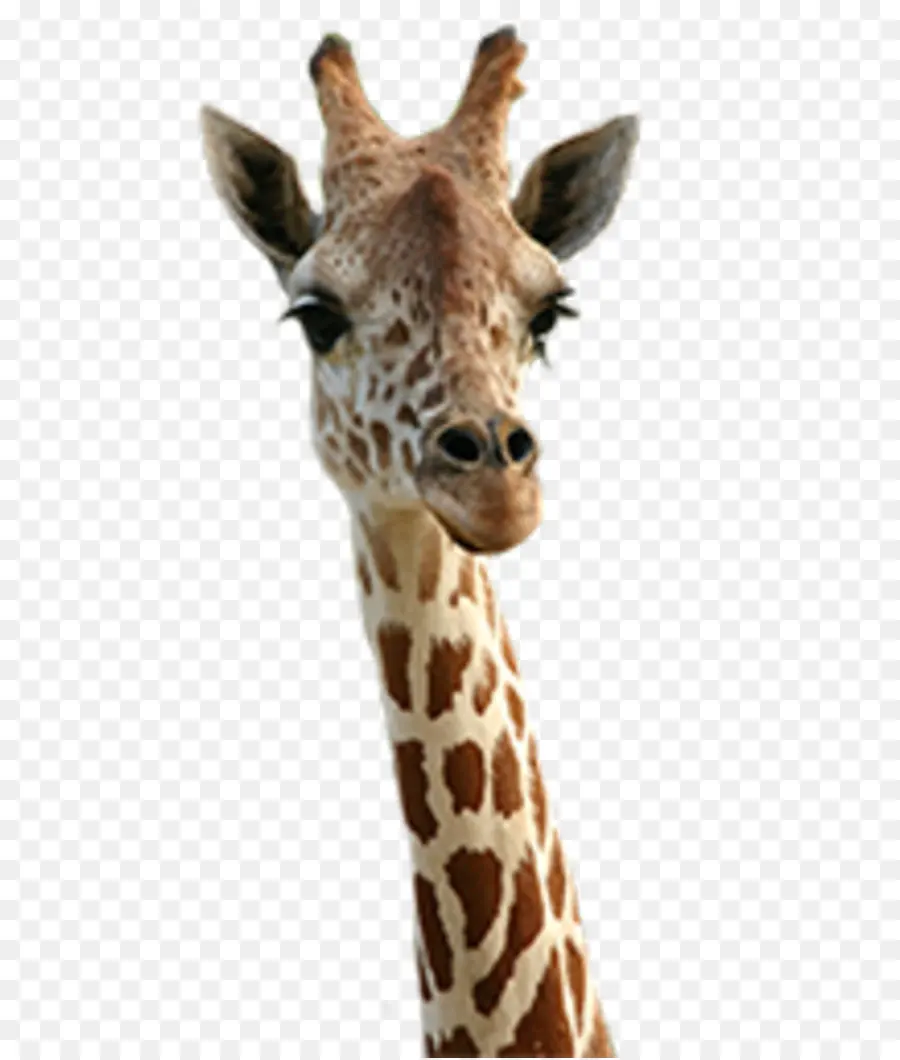 Girafa，Animais PNG