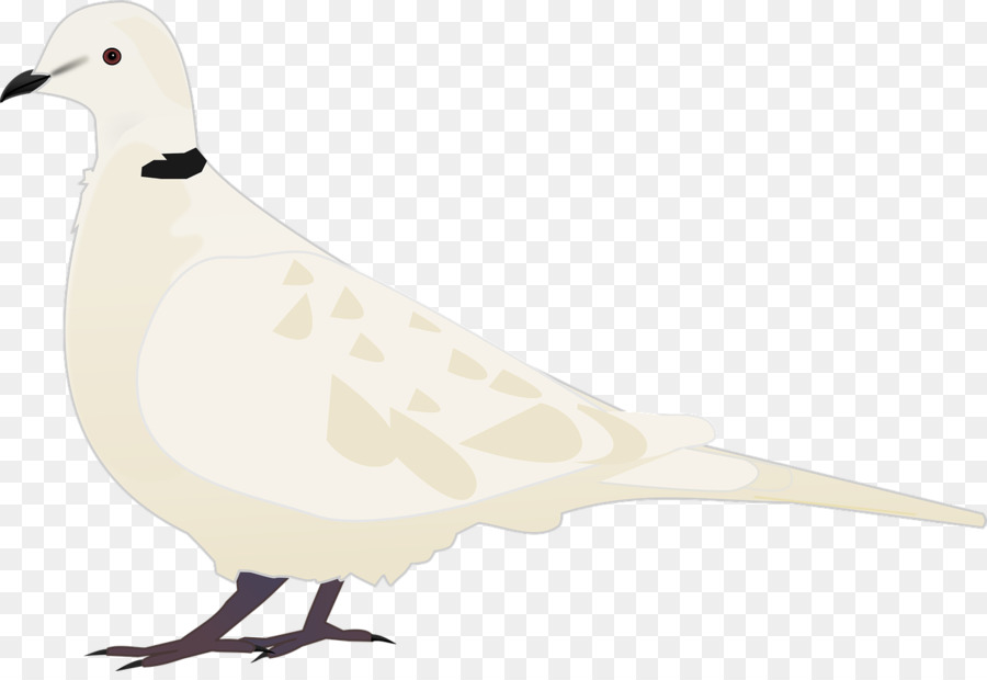 Gaivota，Branco PNG