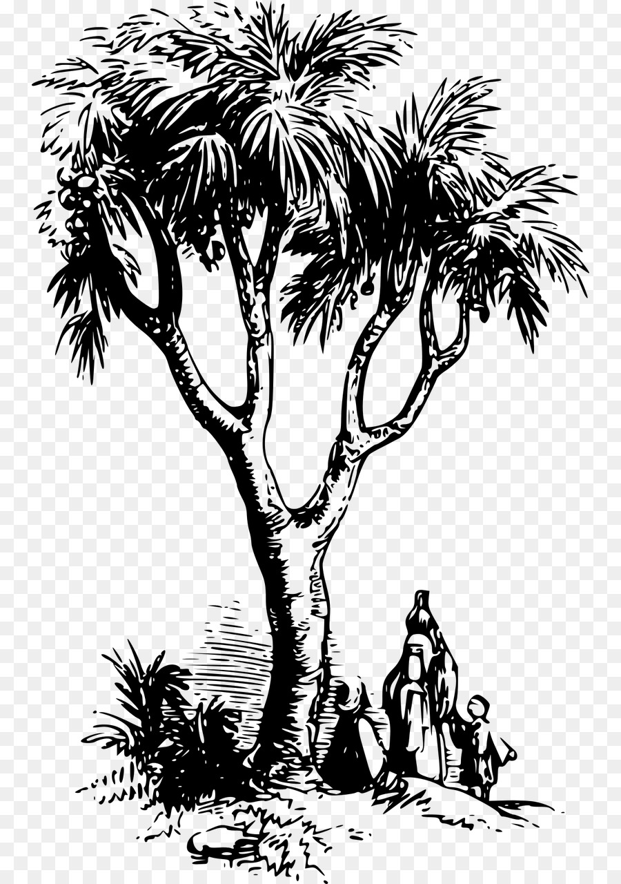 Asiática Palmyra Palma，Arecaceae PNG