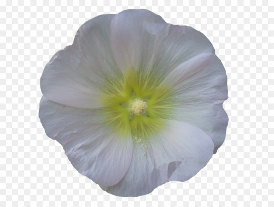 Flor Branca，Florescer PNG