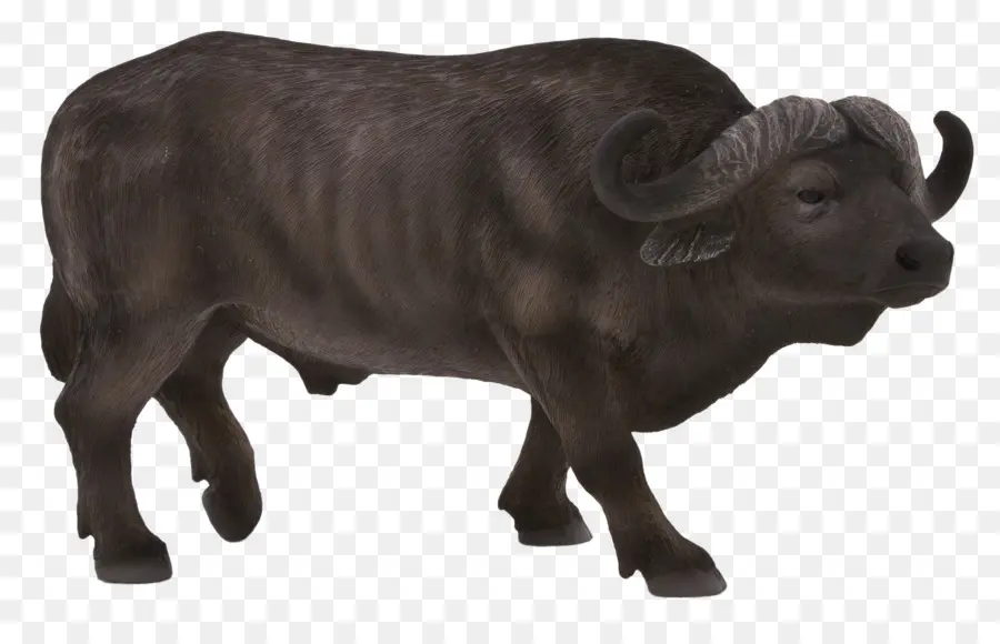 Búfalo De água，Bisonte Americano PNG