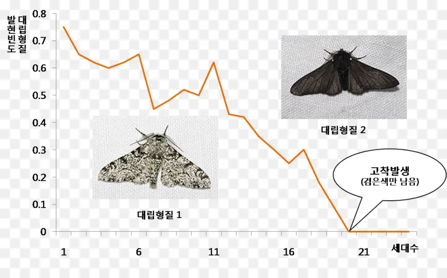 Evolução Da Mariposa，Mariposa PNG