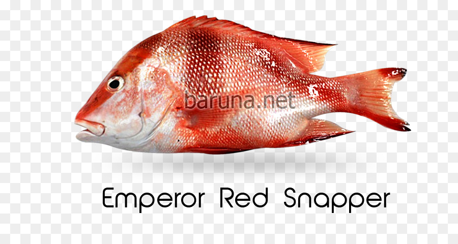 Norte Do Pargo，Vermelho Imperador PNG