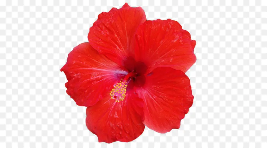 Roselle，Chá De Hibisco PNG