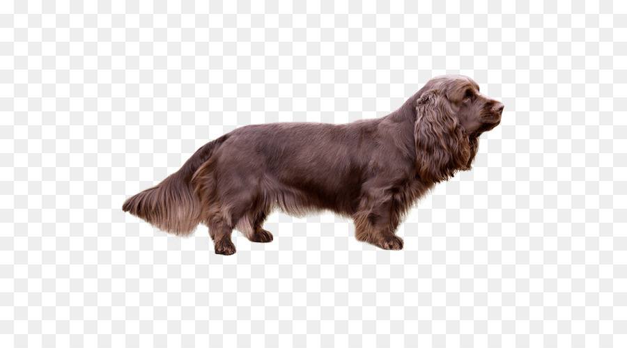 Campo Spaniel，Sussex Spaniel PNG
