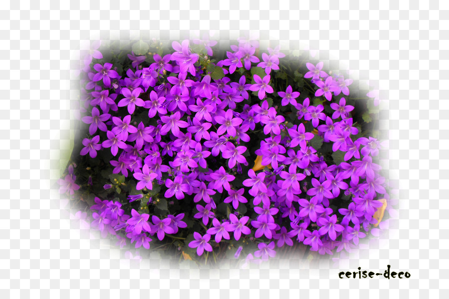 Lavanda，Paisagem PNG