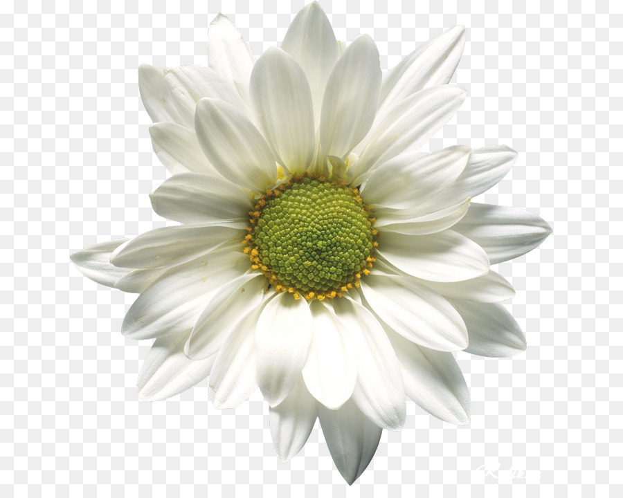 Margarida，Branco PNG