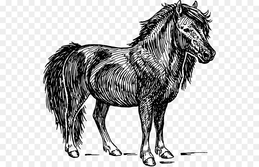 Cavalo Preto，Equino PNG