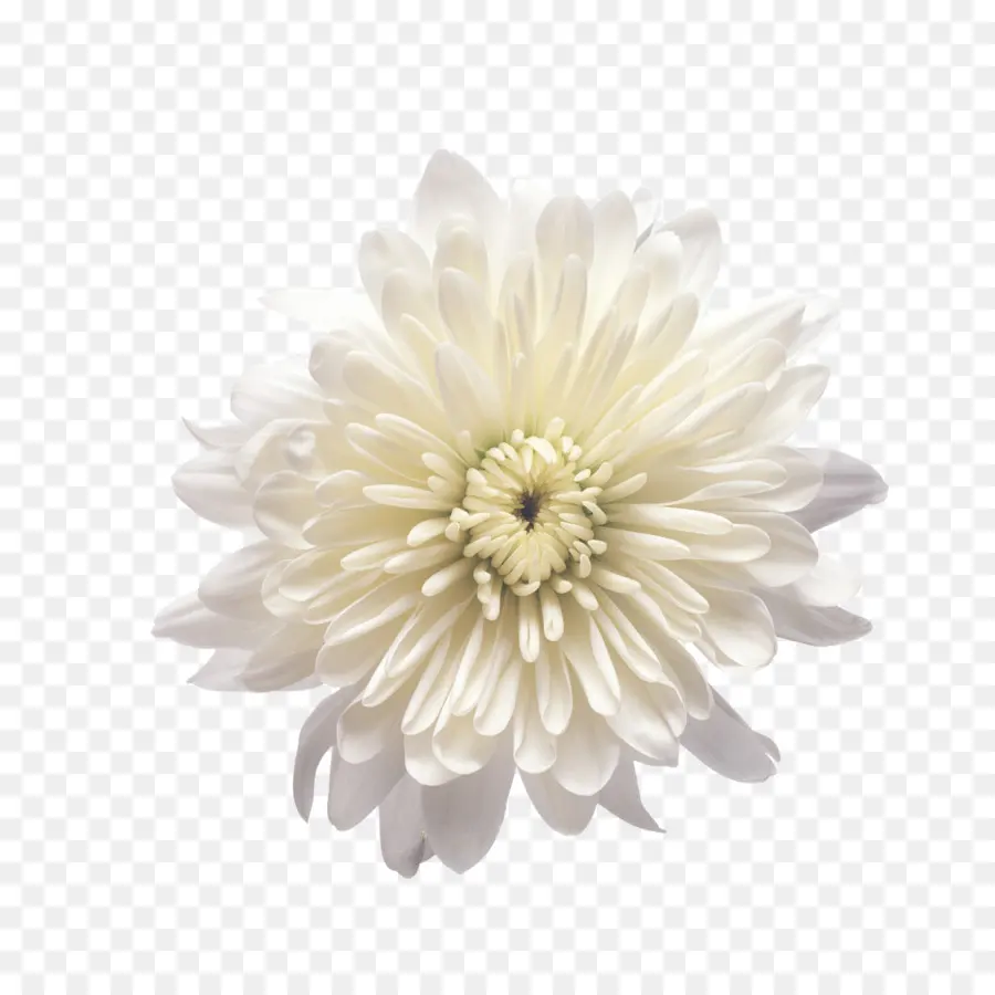 Flor Amarela，Florescer PNG