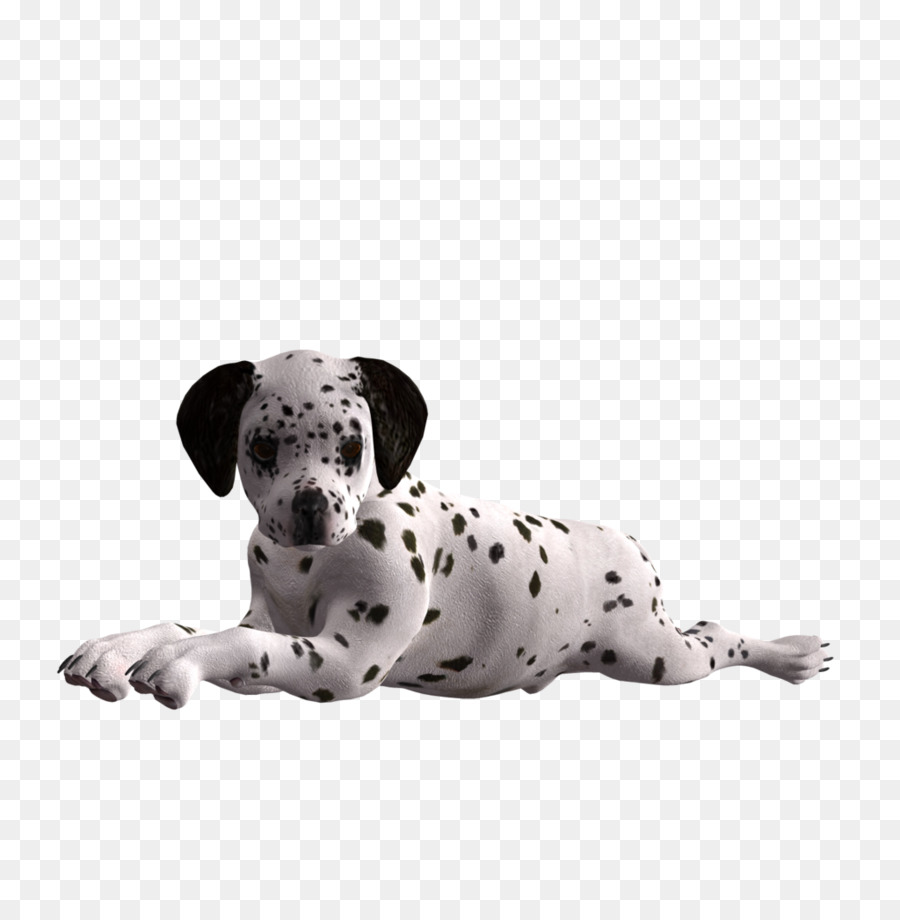 Cão Dálmata，Filhote De Cachorro PNG