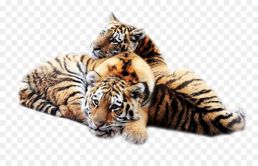 Siberian Tiger，Papel De Parede Da área De Trabalho PNG