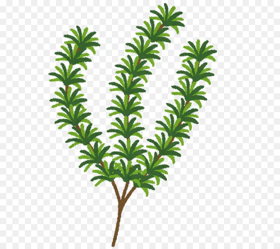 Planta Verde，Filial PNG