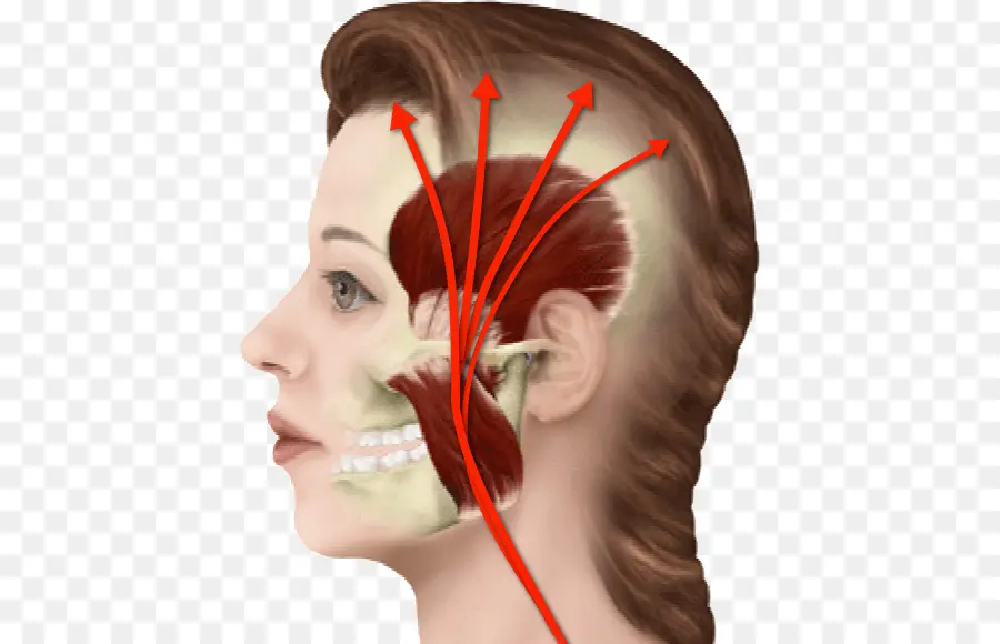 Diagrama Dos Músculos Faciais，Anatomia PNG