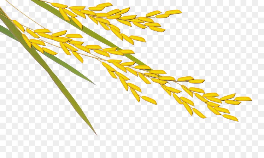 Planta De Arroz，Grãos PNG