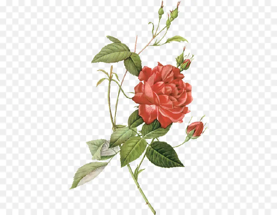 As Rosas，Botânico Ilustração PNG