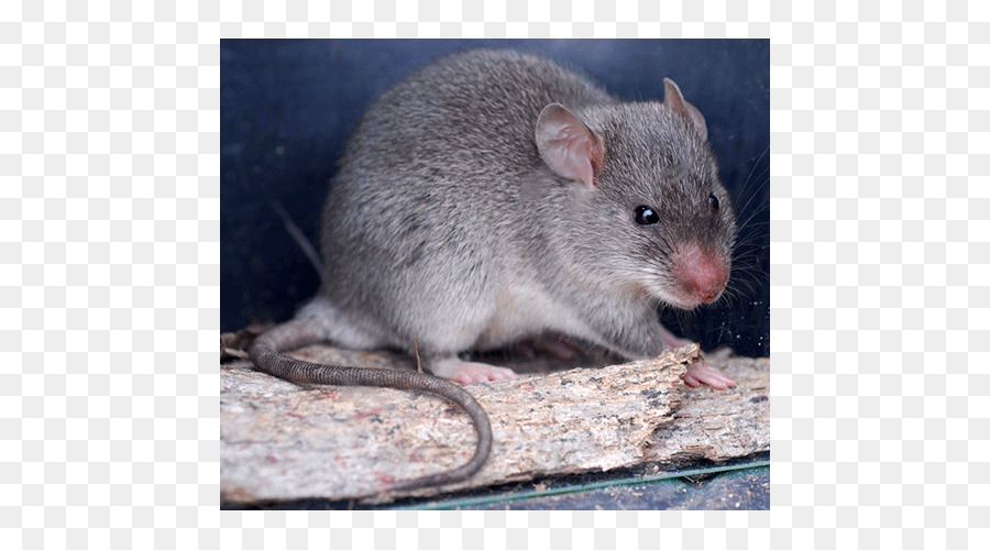 Rato，Roedor PNG