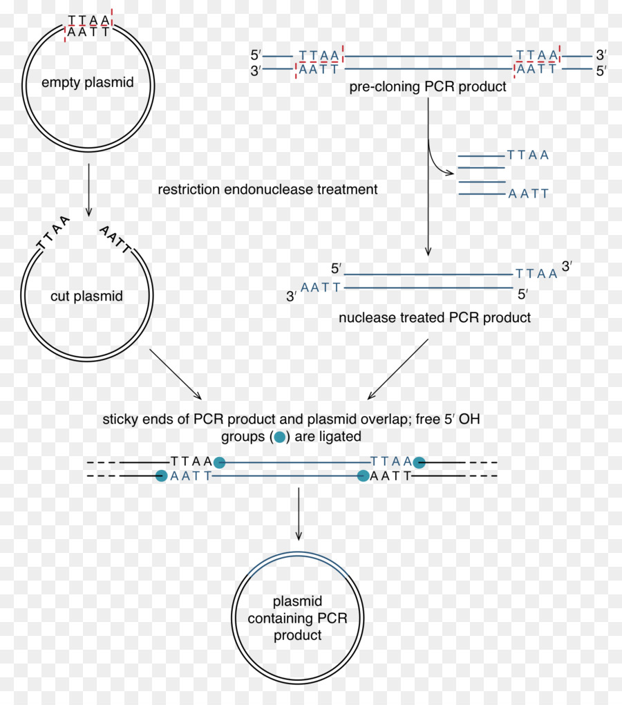 Restrição Site，Reação Em Cadeia Da Polimerase PNG