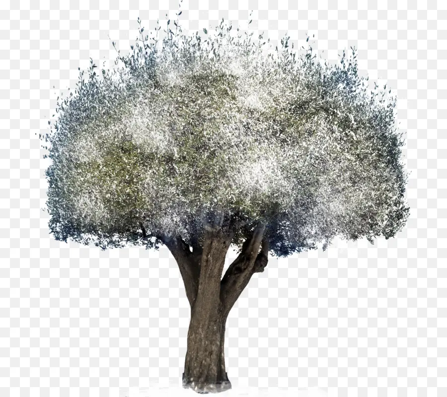árvore，Software De Computador PNG