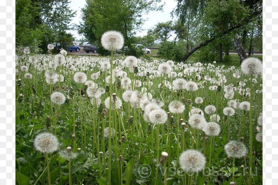 Coltsfoot，Comum Dente De Leão PNG