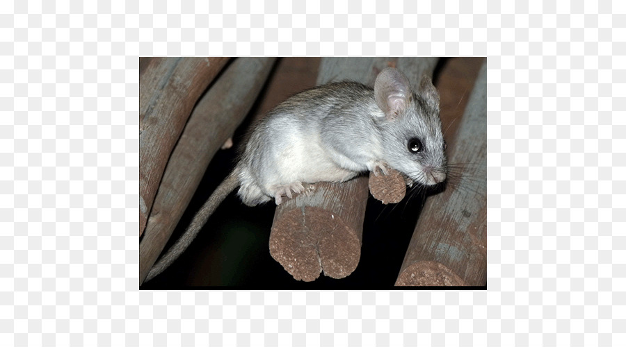 Mouse，Rat PNG