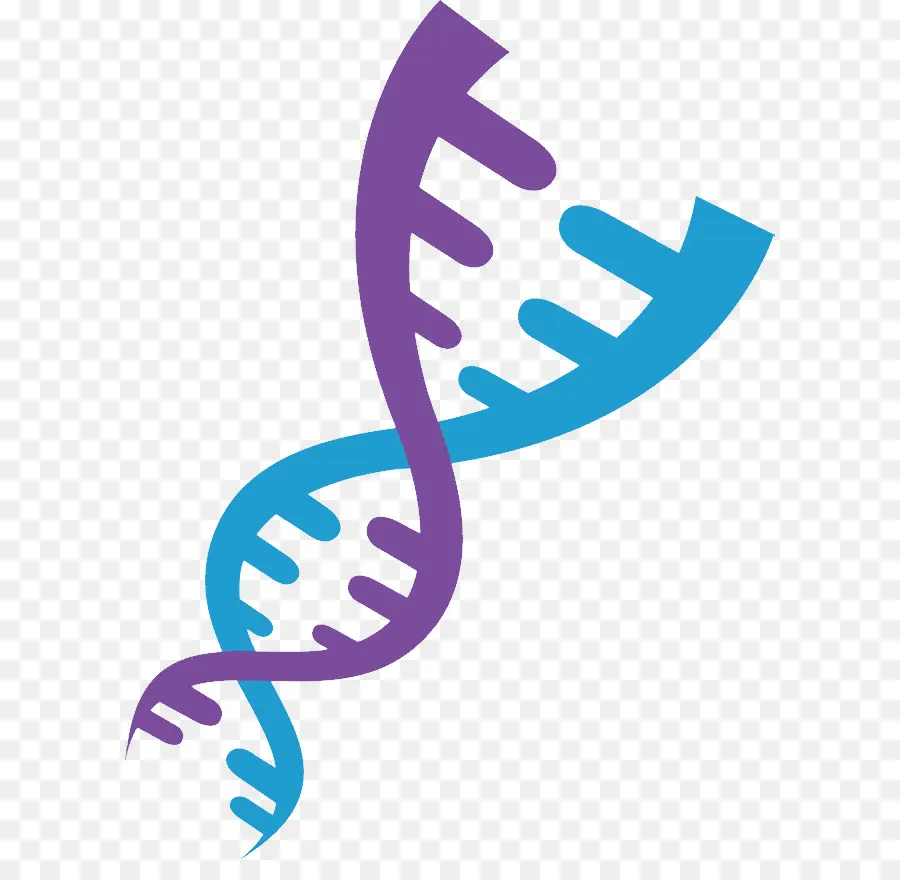 Dna，ácido Nucleico Dupla Hélice PNG