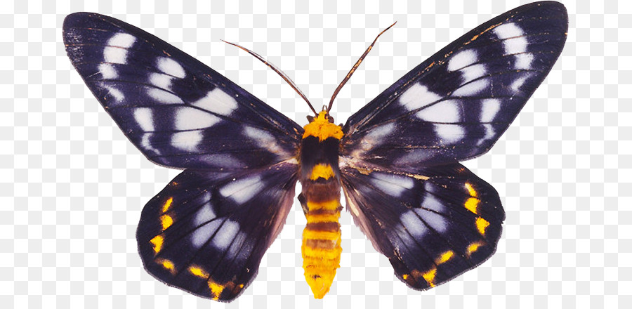 Borboleta Monarca，Traça PNG