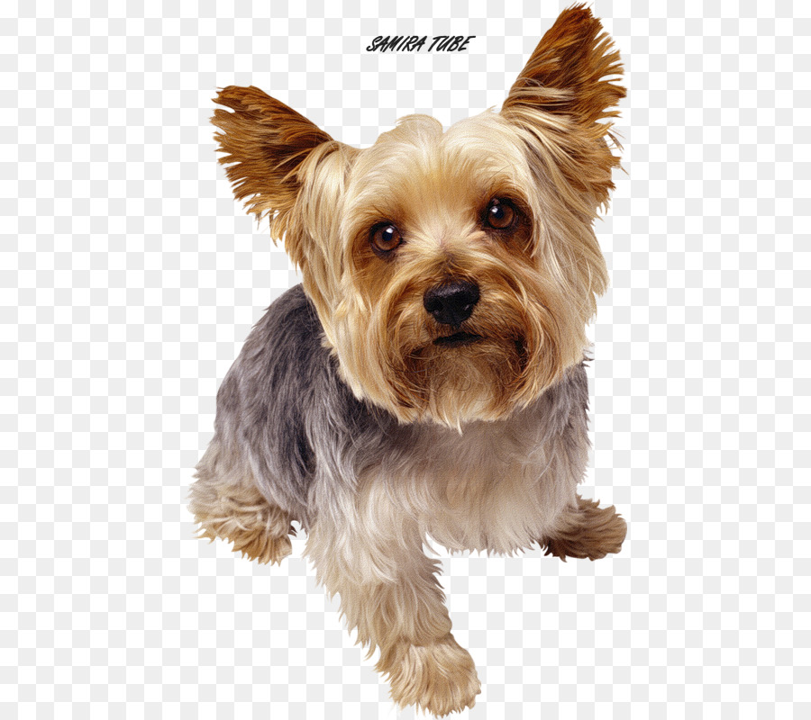 Yorkshire Terrier，Bicho De Estimação PNG