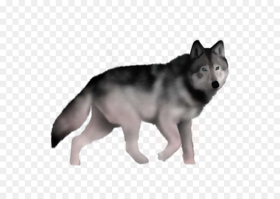 Saarloos Wolfdog，Husky Siberiano PNG