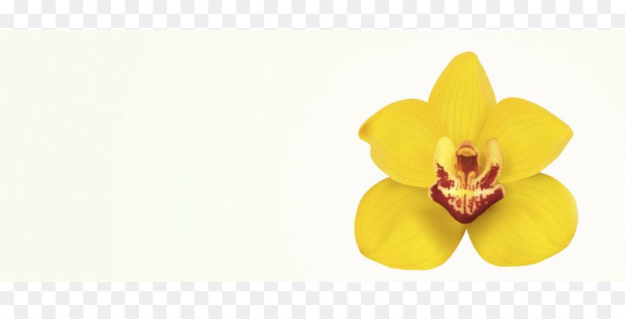 Traça Orquídeas，Papel De Parede Da área De Trabalho PNG