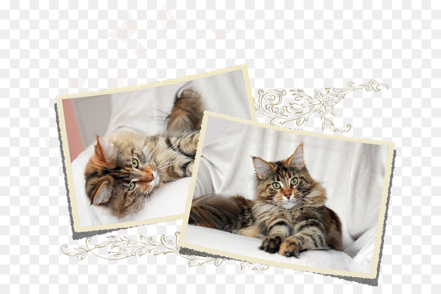 Gatinho，Maine Coon PNG